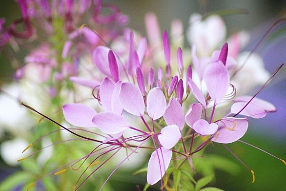 クレオメとは 動植物の人気 最新記事を集めました はてな クレオメとは 動植物の人気 最新記事を集めました はてな