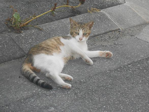 コインパーキングとは 一般の人気 最新記事を集めました はてな