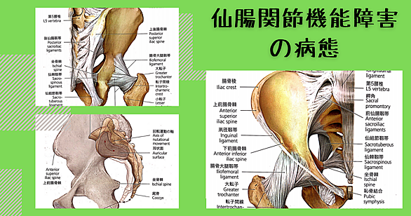 長内転筋とは サイエンスの人気 最新記事を集めました はてな 長内転筋とは サイエンスの人気 最新記事を集めました はてな