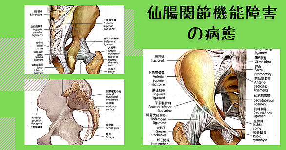 長内転筋とは サイエンスの人気 最新記事を集めました はてな