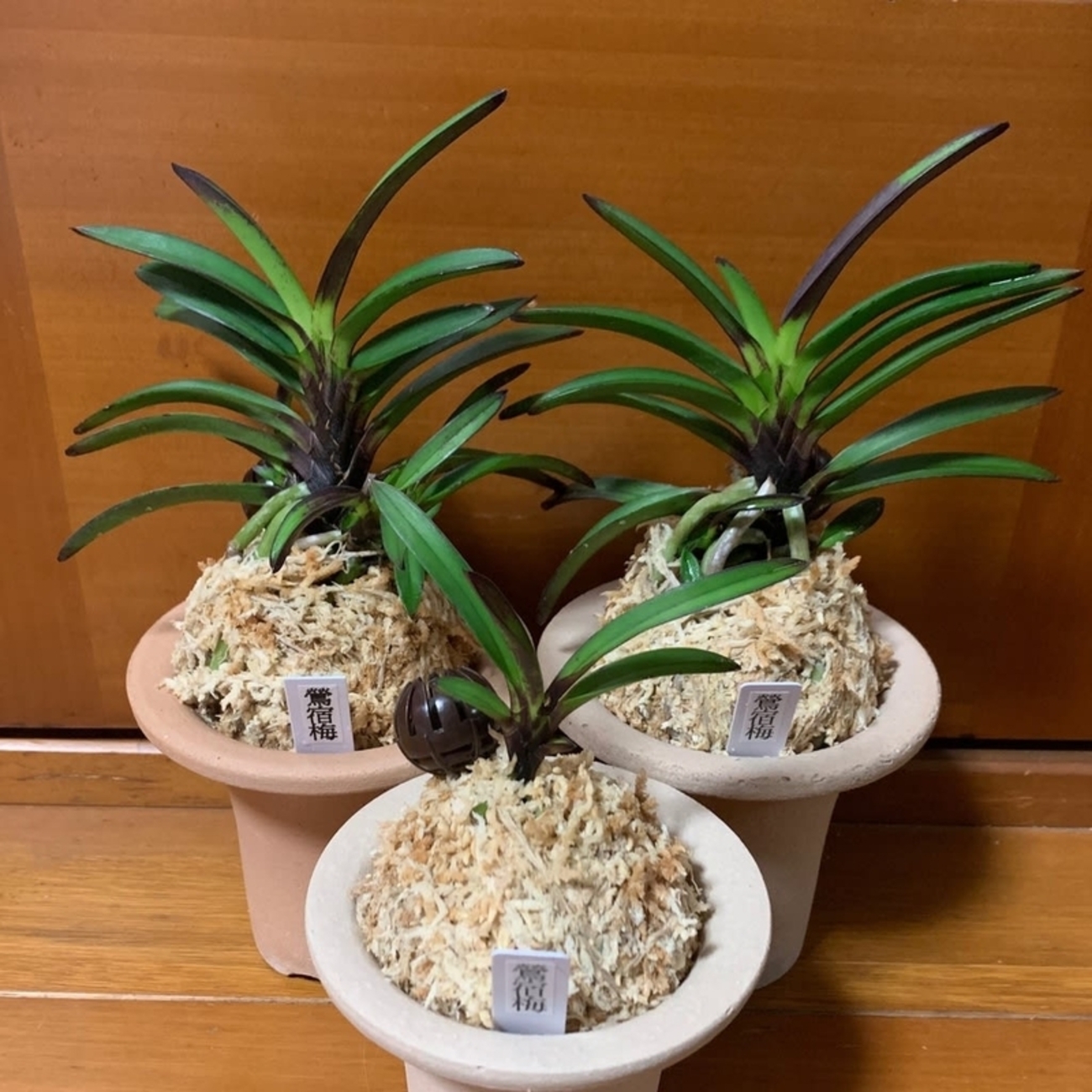 富貴蘭　鶯宿梅　1条 (葉は、10枚程度、花は付いてません でも、開花サイズ) 鶯宿梅 - 純風満蘭（富貴蘭・風蘭ブログ 着生蘭よもやま話）