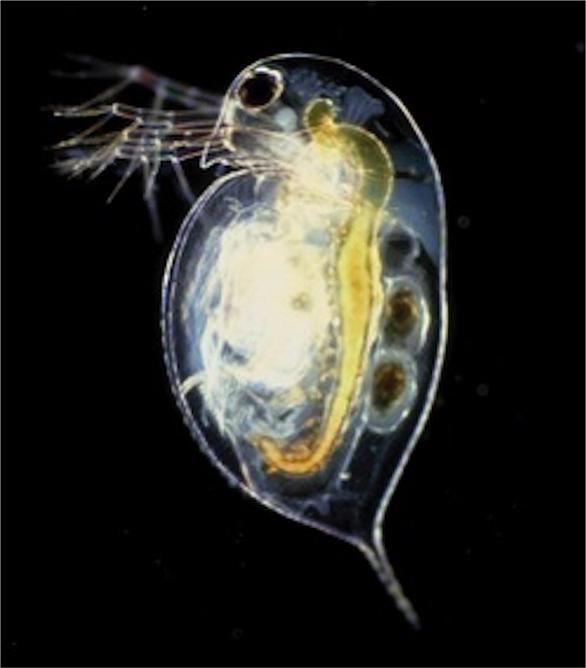 カイミジンコとは 動植物の人気 最新記事を集めました はてな カイミジンコとは 動植物の人気 最新記事を集めました はてな