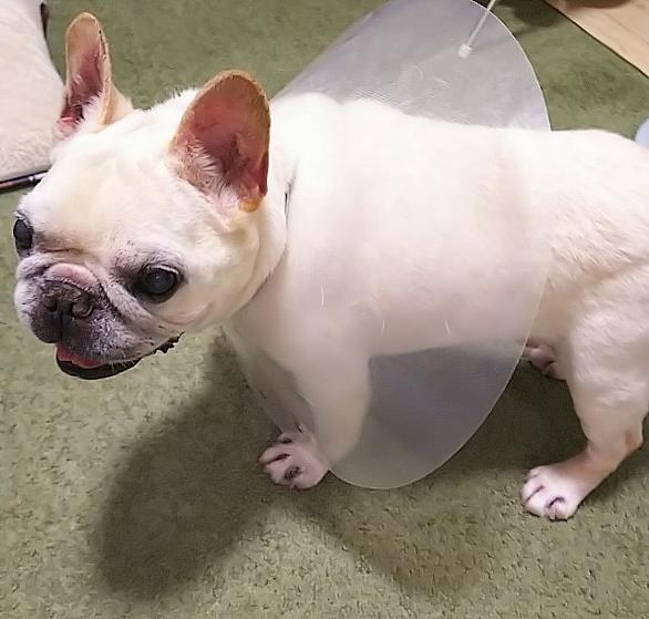 悪性腫瘍とは サイエンスの人気 最新記事を集めました はてな 悪性腫瘍とは サイエンスの人気 最新記事を集めました はてな