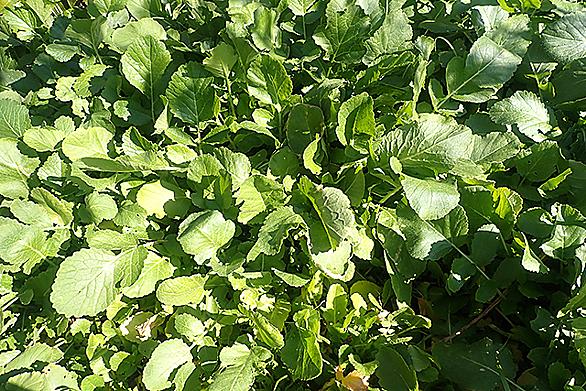 ハマダイコンとは 動植物の人気 最新記事を集めました はてな ハマダイコンとは 動植物の人気 最新記事を集めました はてな