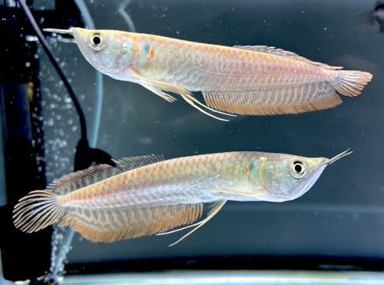 水槽 一式 生体 アロワナ ベタ 熱帯魚 引退 水槽 一式 生体 アロワナ ベタ 熱帯魚 引退