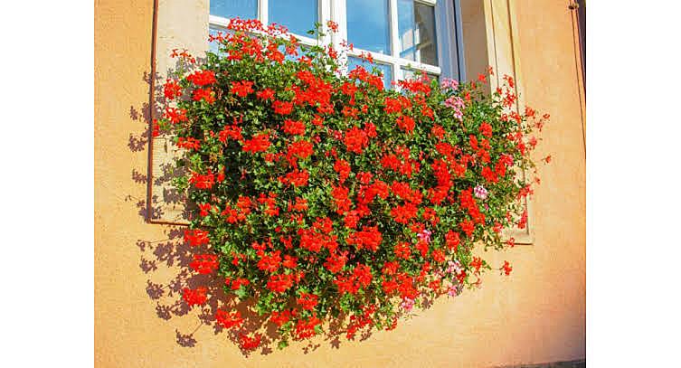 赤いゼラニウムの花言葉にのせて