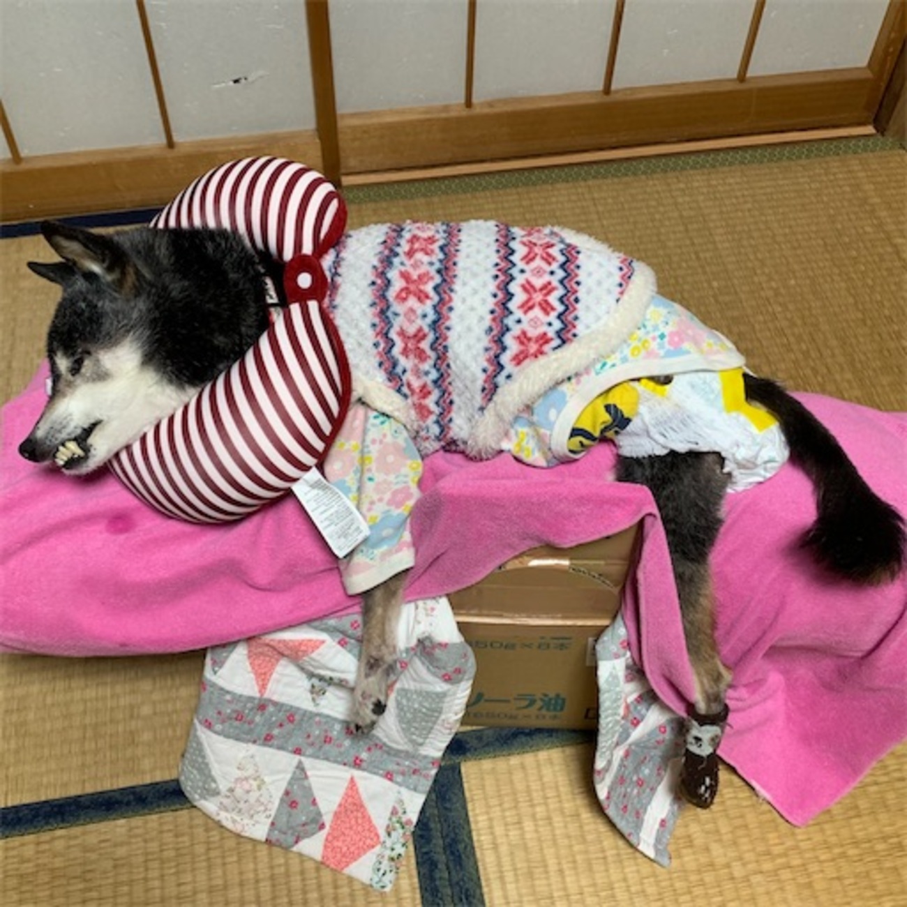 リラクッション DM ブラウン OneAid リラクッション DM 専用撥水カバー ブラウン 中型犬用 犬