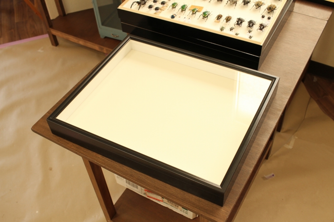 標本 アカヘリエンマゴミムシ ドイツ箱 ドイツ箱のこと - うみねこ博物堂