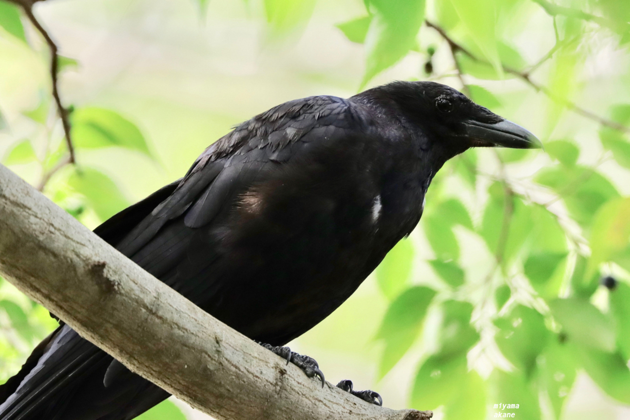 ハシボソガラスとハシブトガラスの見分け方 - ちひさき鳥日記