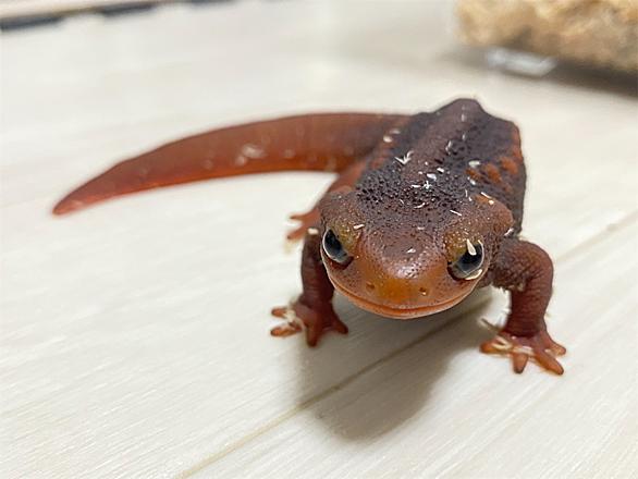 マダライモリとは 人気 最新記事を集めました はてな