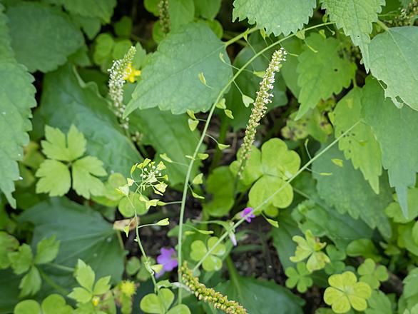 ナズナとは 動植物の人気 最新記事を集めました はてな