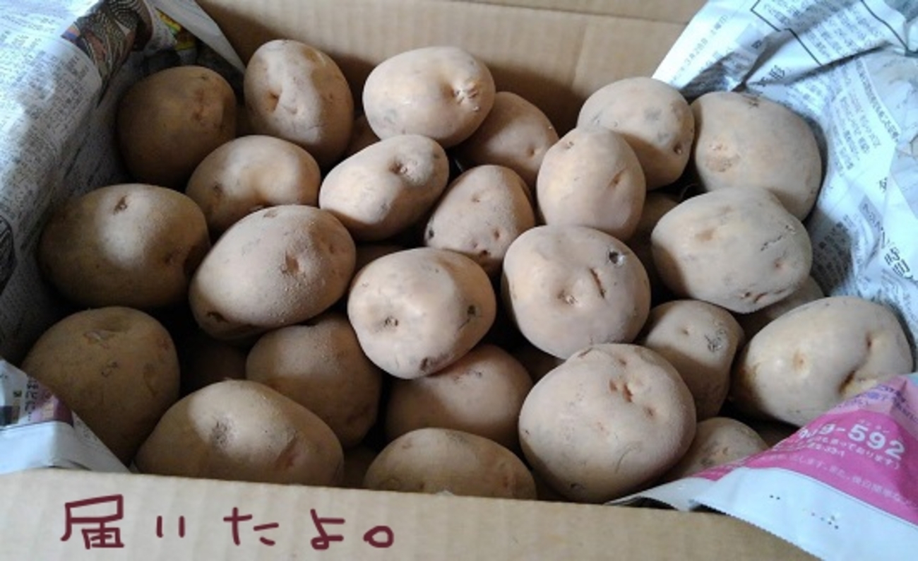 食味最高峰ゴールデン種 キャッサバ★根＆挿し木枝◆60箱サイズにぎゅう詰め・お得 Yahoo!オークション - 絶対王者 食味最高峰ゴールデン種