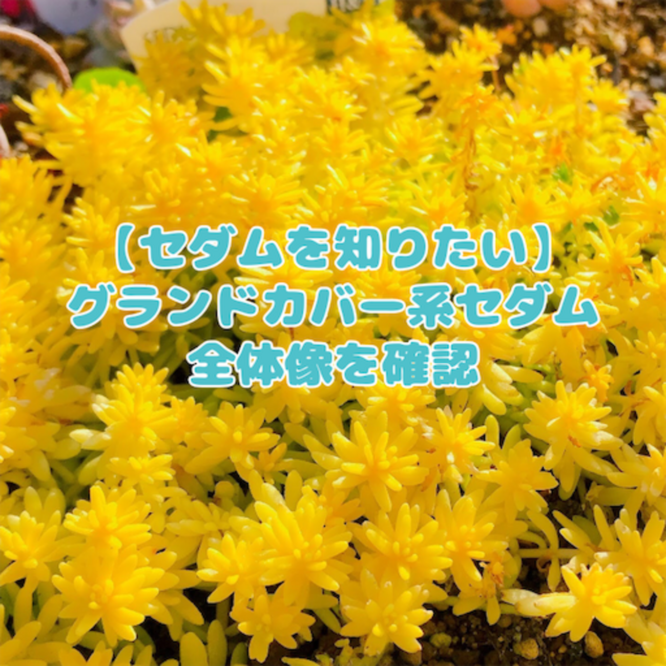 たにログ201 【セダム】グランドカバー系のセダムの全体図！○○万年草