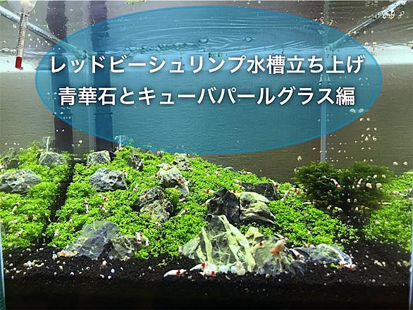 キューバパールグラスとは 動植物の人気 最新記事を集めました はてな