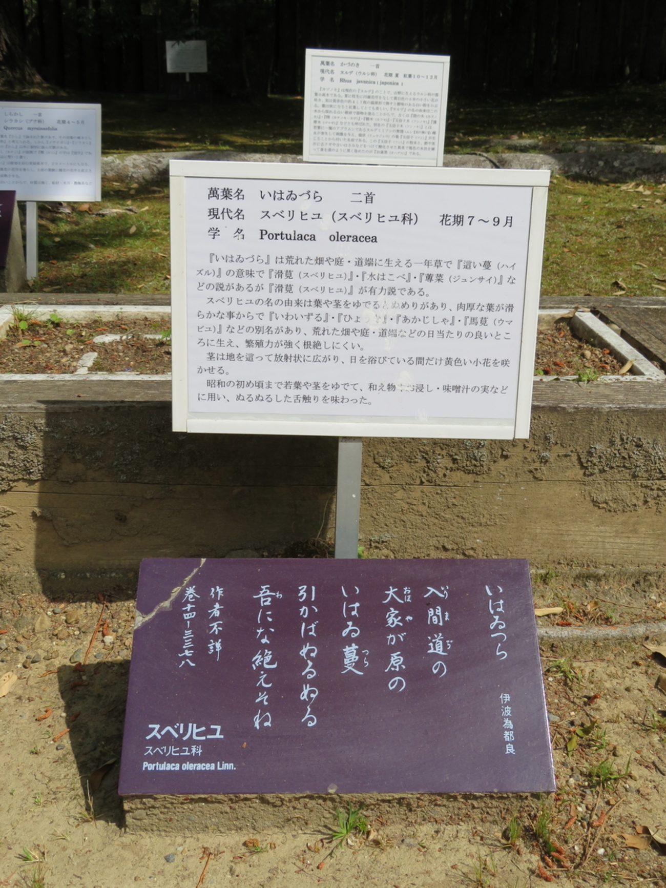 大谷めぐみ　ハミ毛 1-786 お宝ハプニング画像 優香 １９歳の透け乳首 股間 雛形あきこ クッキリ谷間