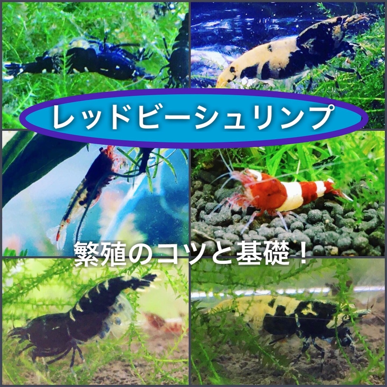 仙台さくらエビ　2センチ前後のメスのみ15匹 レッドビーシュリンプ レッドビーシュリンプ 厳選3種類水質調整剤 ブリードマニュアル付き レッド レッドビーシュリンプの高価な種類と見分け方｜アクアリストが 繁殖