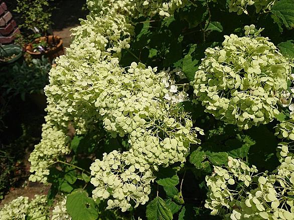 ギボウシとは 動植物の人気 最新記事を集めました はてな