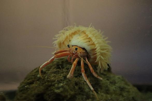 ホンヤドカリとは 動植物の人気 最新記事を集めました はてな ホンヤドカリとは 動植物の人気 最新記事を集めました はてな