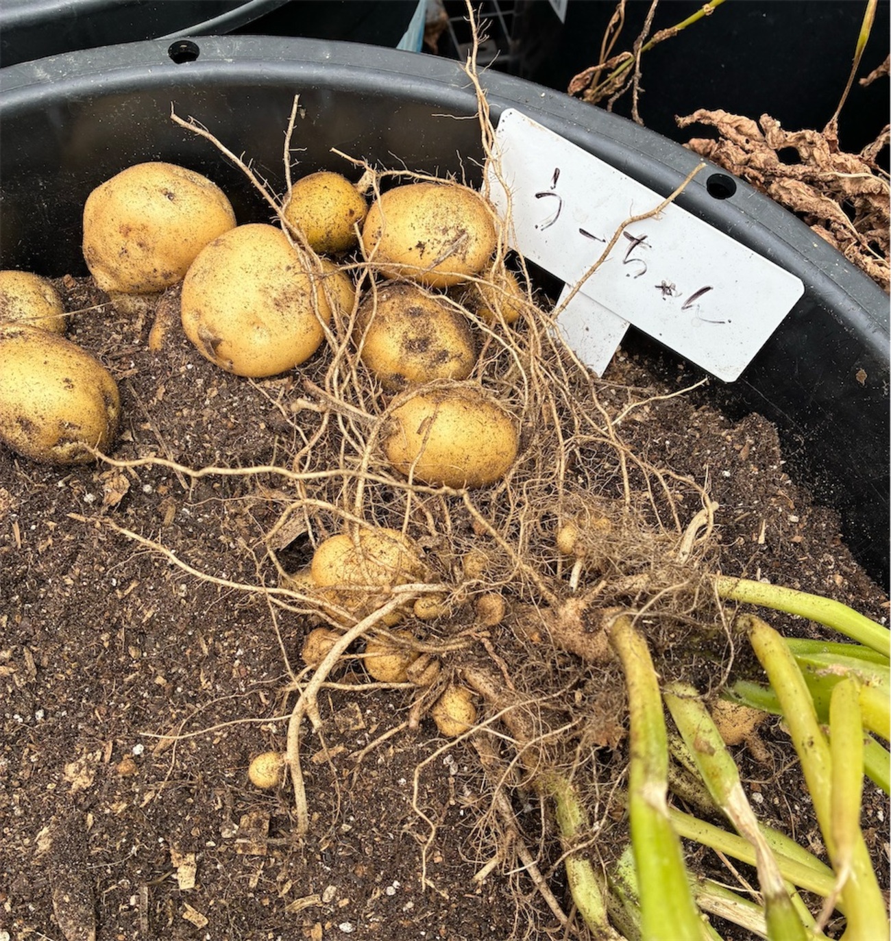 じゃがいも収穫後とうもろこし植えた - 秋麗・備忘録