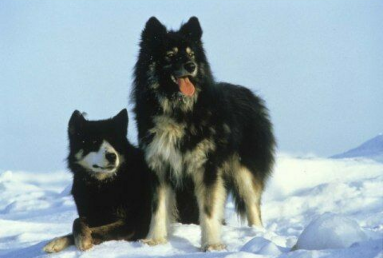 映画『南極物語』感動の動物映画といえばこれでしょう！！ - 凸凹玉手箱
