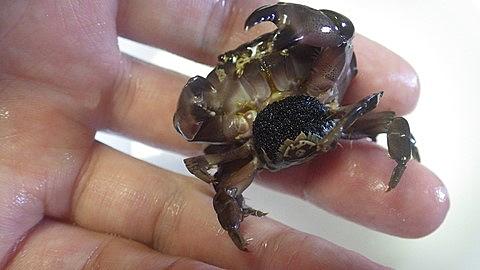 スベスベマンジュウガニとは 動植物の人気 最新記事を集めました はてな スベスベマンジュウガニとは 動植物の人気 最新記事を集めました はてな