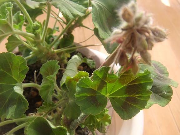 ゼラニウムとは 動植物の人気 最新記事を集めました はてな ゼラニウムとは 動植物の人気 最新記事を集めました はてな