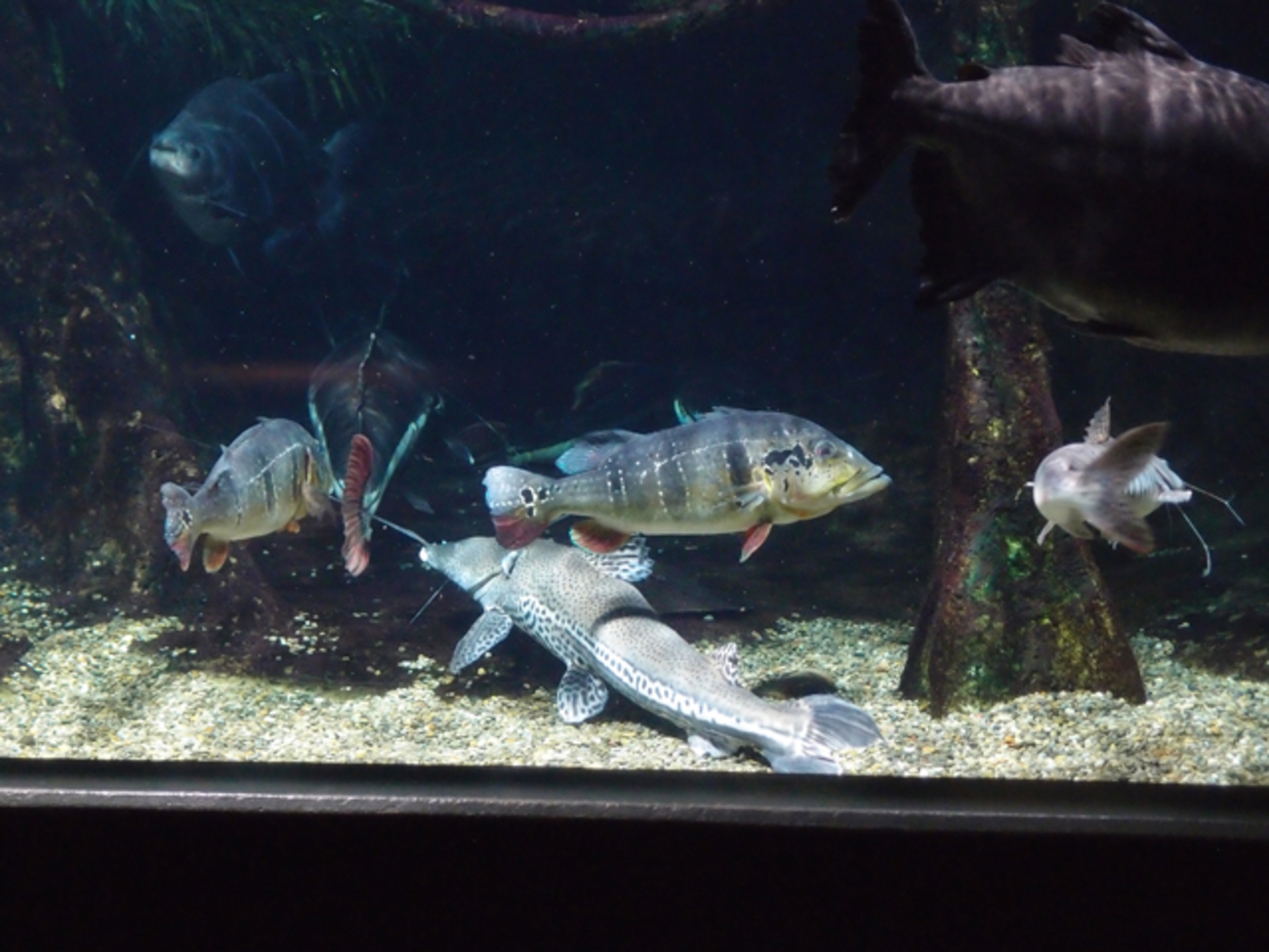 backend=imagemagick;version=1;