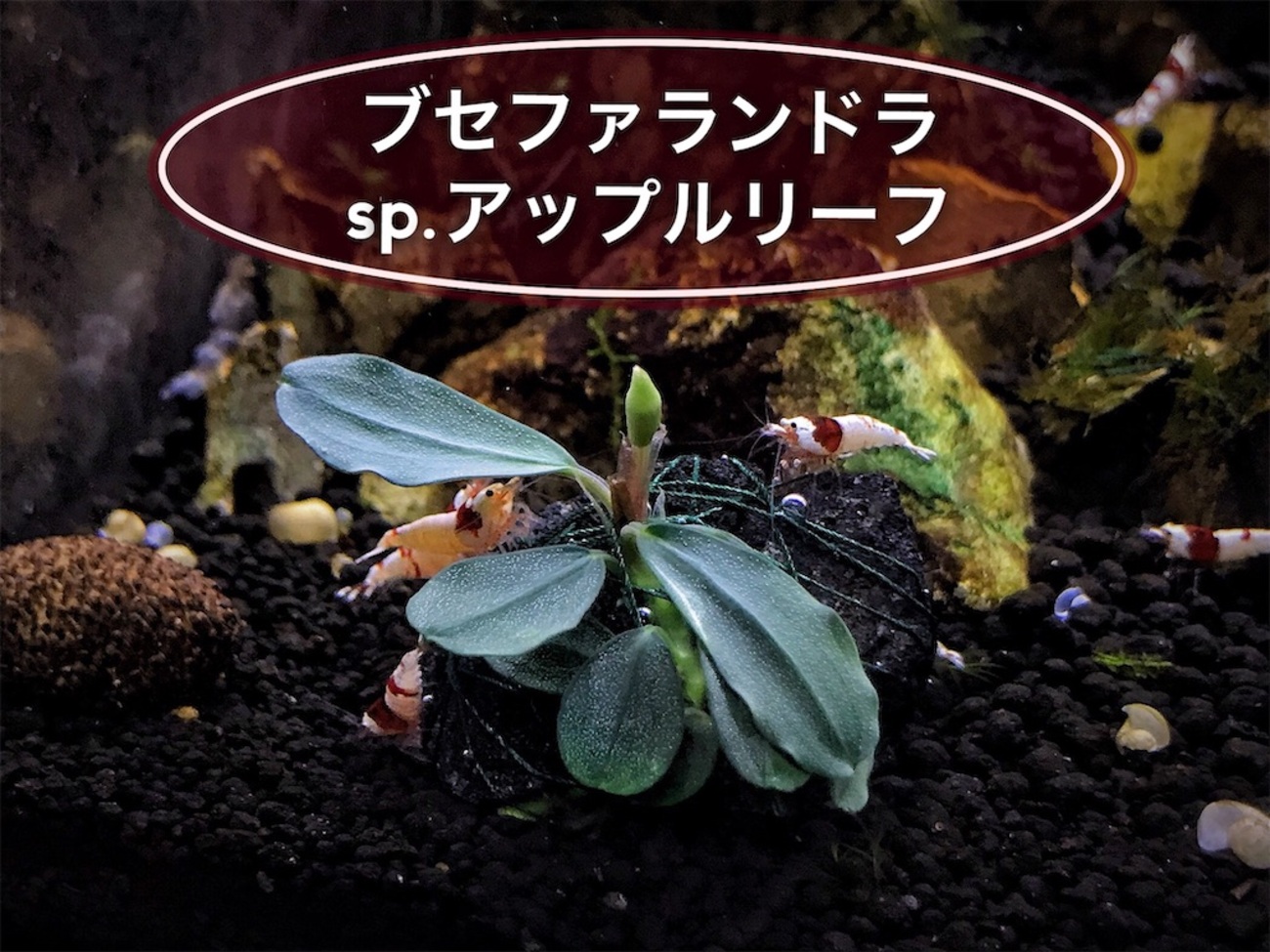 ブセファランドラ sp. Apple Leaf 10株 backend=imagemagick;version=1;