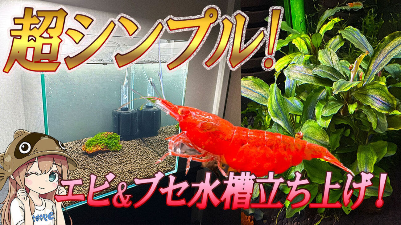 30cmキューブで簡単シンプル水槽立ち上げ！チェリーシュリンプ＆ブセ 