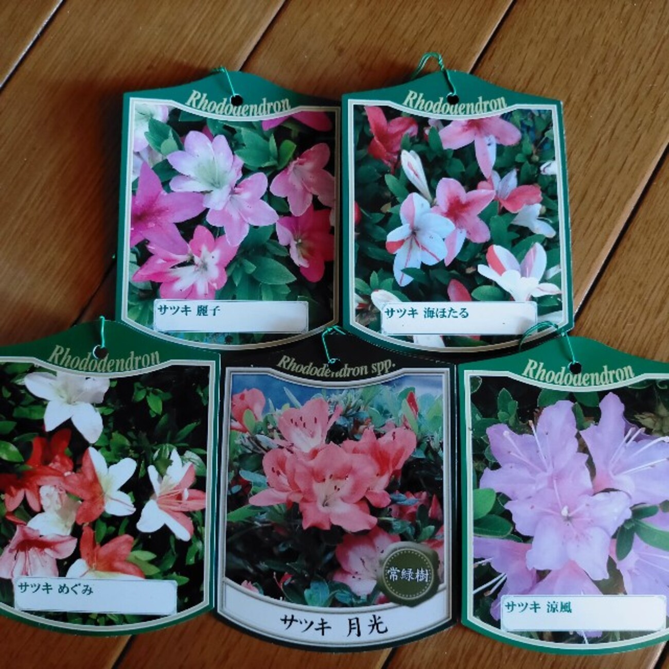 5種類のサツキ です。(^^) - green & smile 笑顔を届ける植木卸