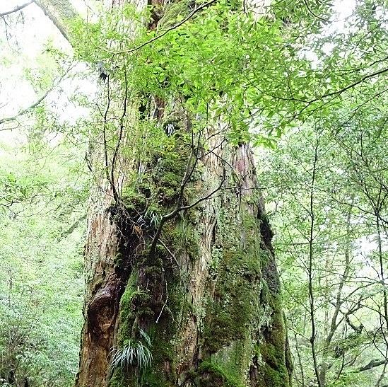 Ninelieとは 音楽の人気 最新記事を集めました はてな