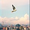 鳥になる夢を見る