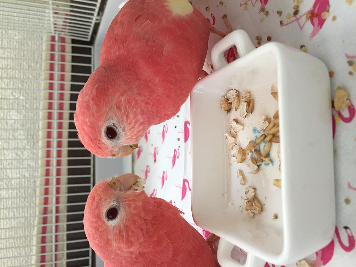 ピンク色のインコと私のブログ
