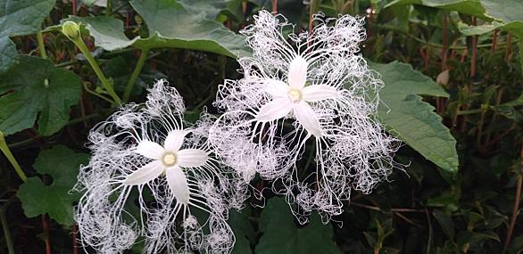 カラスウリとは 動植物の人気 最新記事を集めました はてな カラスウリとは 動植物の人気 最新記事を集めました はてな