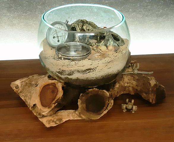 オカヤドカリとは 動植物の人気 最新記事を集めました はてな オカヤドカリとは 動植物の人気 最新記事を集めました はてな