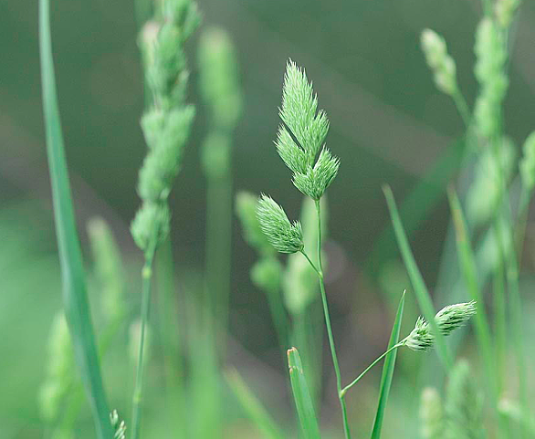 カモガヤとは 動植物の人気 最新記事を集めました はてな