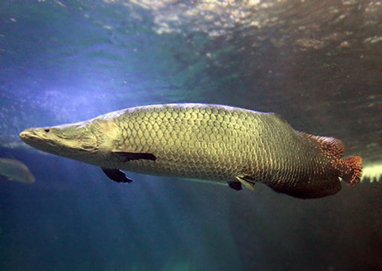 僕の好きな魚2位】約4000字で分かる、『ピラルク』の浪漫ｰロマンｰ 