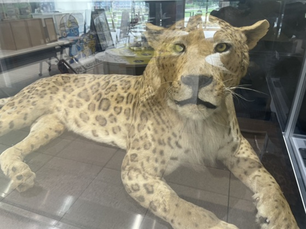 阪神西宮 | リゾ鳴尾浜から第二庁舎へ、蘇る豹獅子ことレオポン