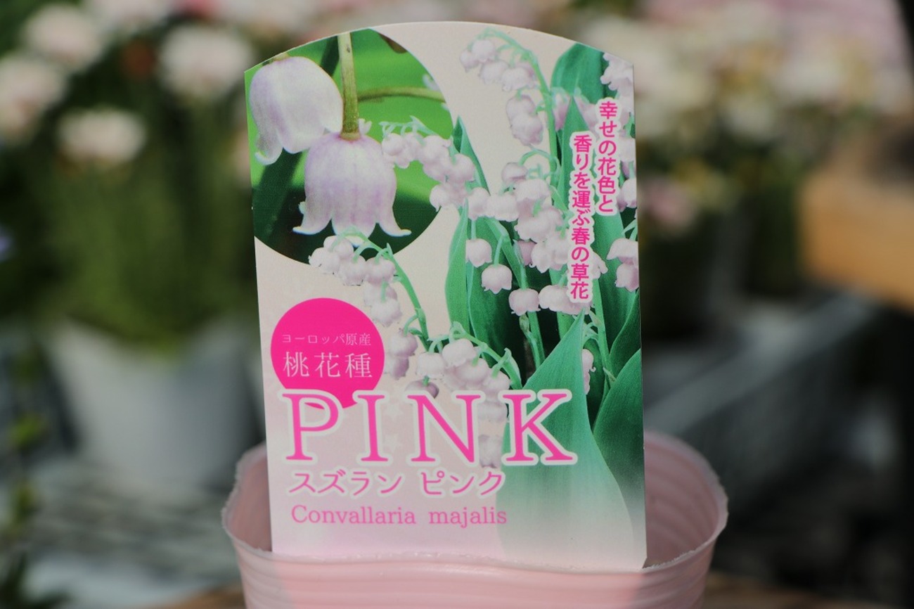楽しみな植物、ドイツスズラン🌸 - GP-Yamacho