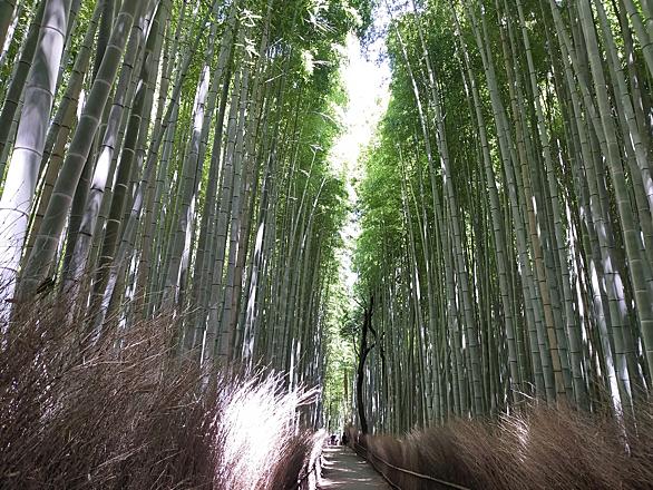野宮神社とは 地理の人気 最新記事を集めました はてな 野宮神社とは 地理の人気 最新記事を集めました はてな