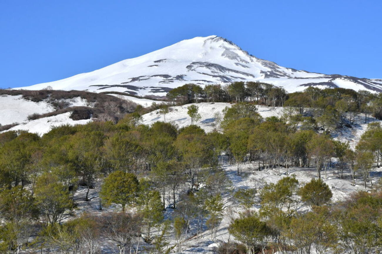 2026年5月6日、鳥海山（2）堰口ブナ林編 - モウズイカの花紀行
