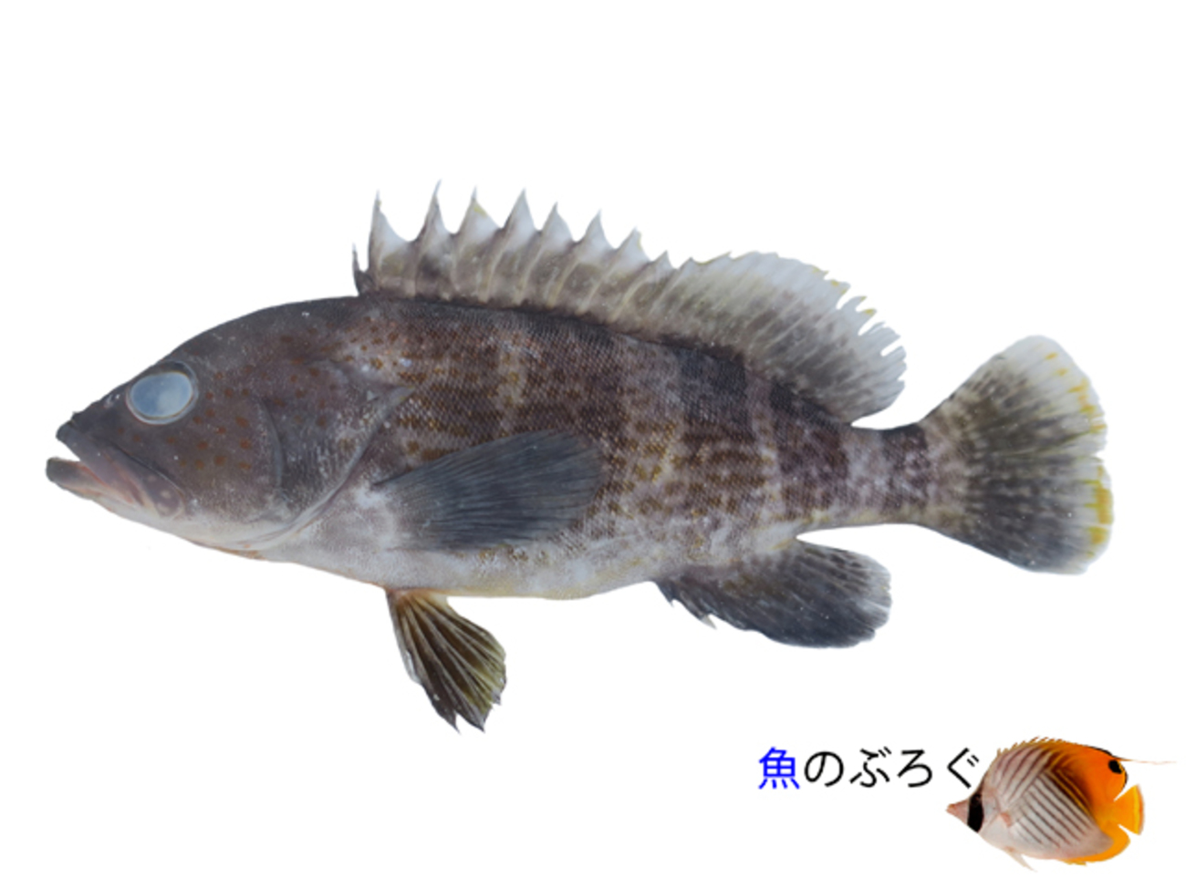 アオハタ - 魚のぶろぐ