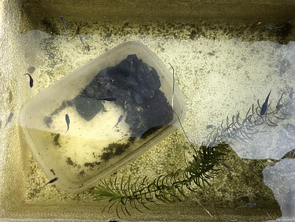 めだかとは 動植物の人気 最新記事を集めました はてな めだかとは 動植物の人気 最新記事を集めました はてな