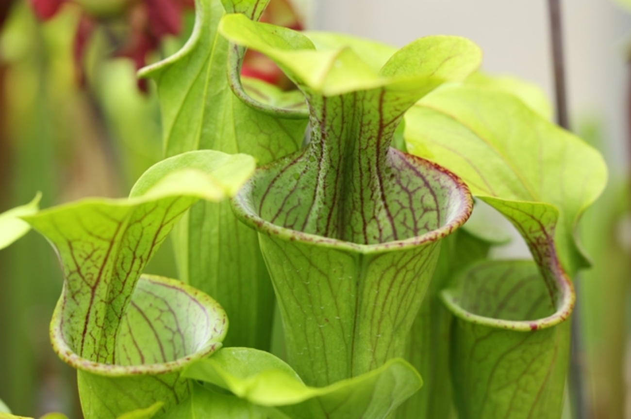 Catopsis morreniana giant form 食虫植物 Sarracenia oreophila giant copper top form, NE Georgia - 滋賀で