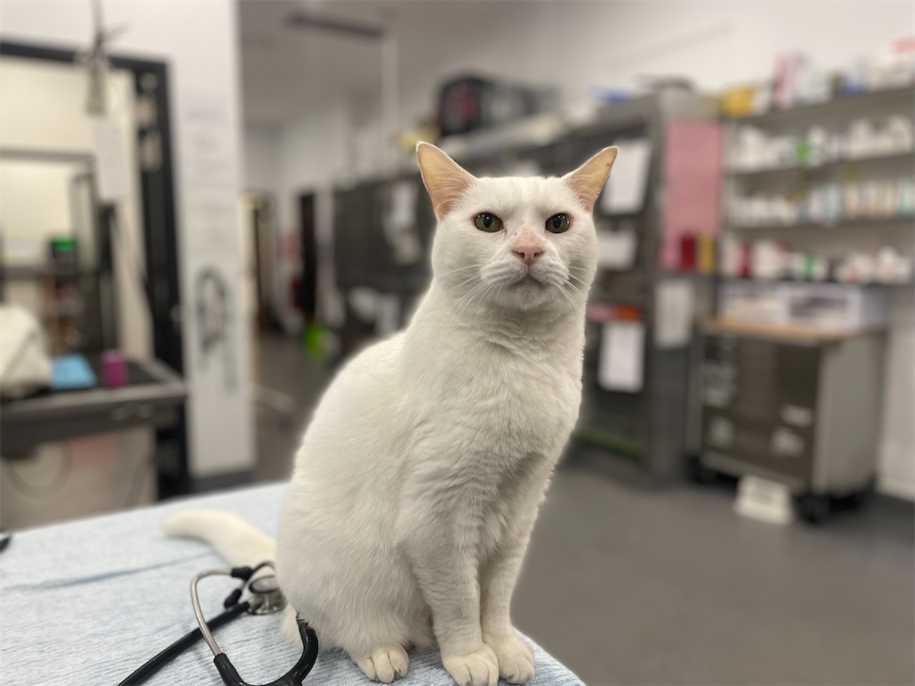 病院猫に別れを告げる - とある獣医の豪州生活Ⅱ