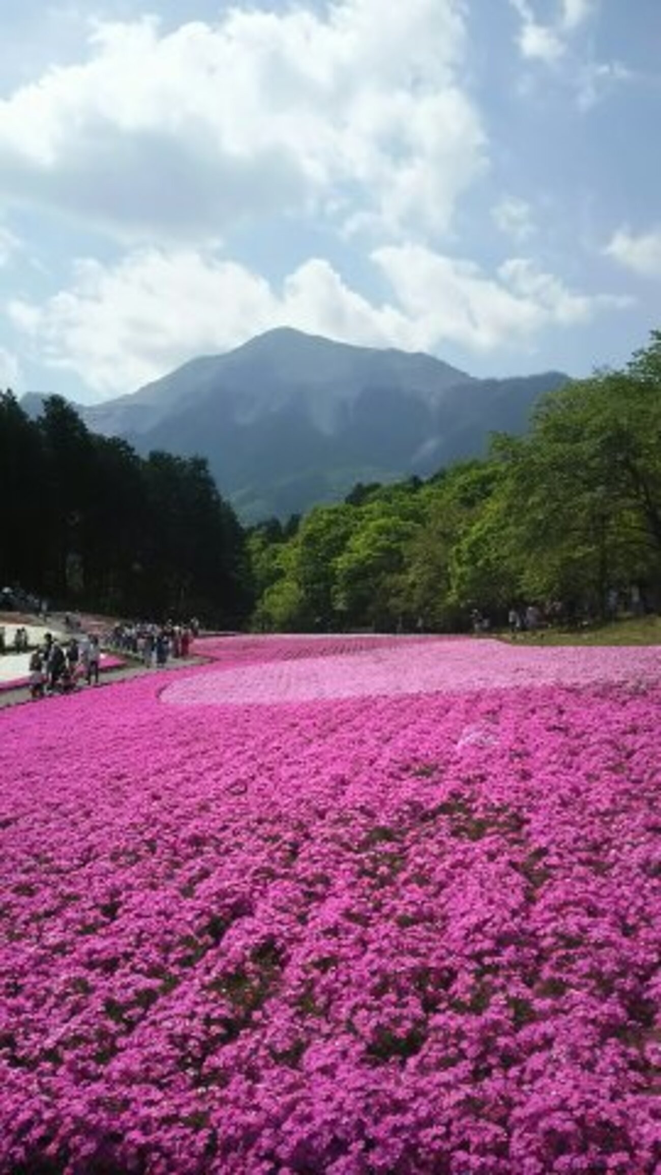11 秩父市！あの花聖地巡礼と芝桜 - ありんご夫婦旅行