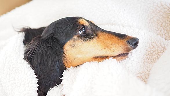 最速 シーザー ミランの愛犬レスキュー2 最速 シーザー ミランの愛犬レスキュー2