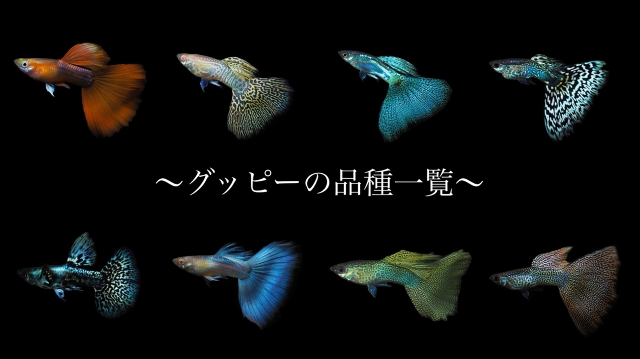 グッピーの種類【人気品種一覧】 - グッピーjournal