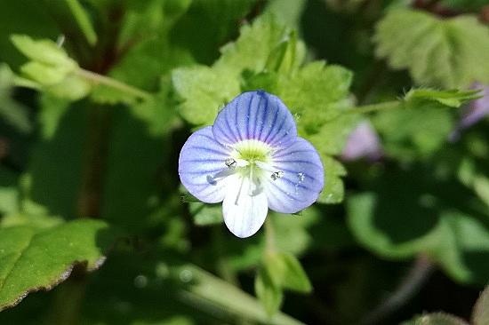 オオイヌノフグリとは 動植物の人気 最新記事を集めました はてな