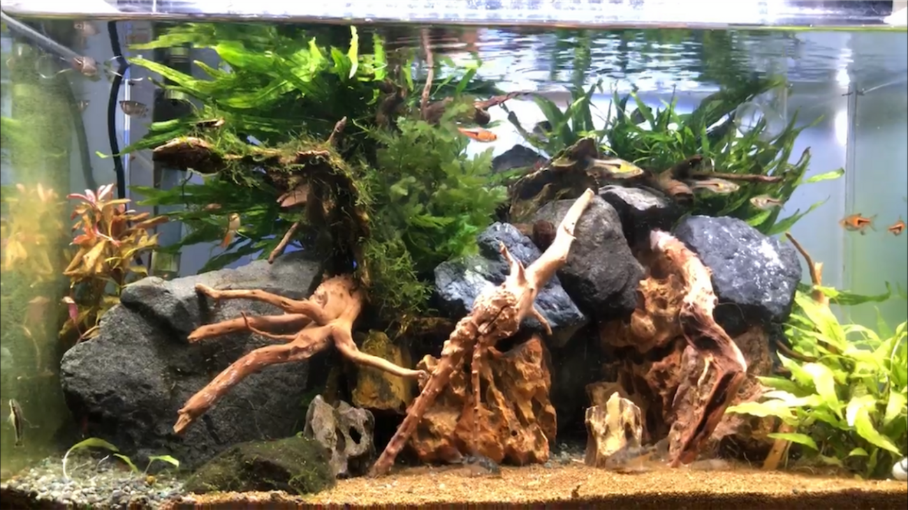 水槽用流木 波状レイアウト 。 ドラゴンの洞窟。水生植物。水槽用流木レイアウト Driftwood aquarium layout from watering to planting to